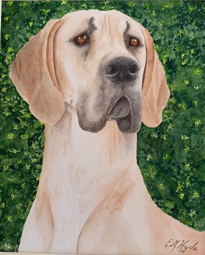 Watercolour, Great Dane.